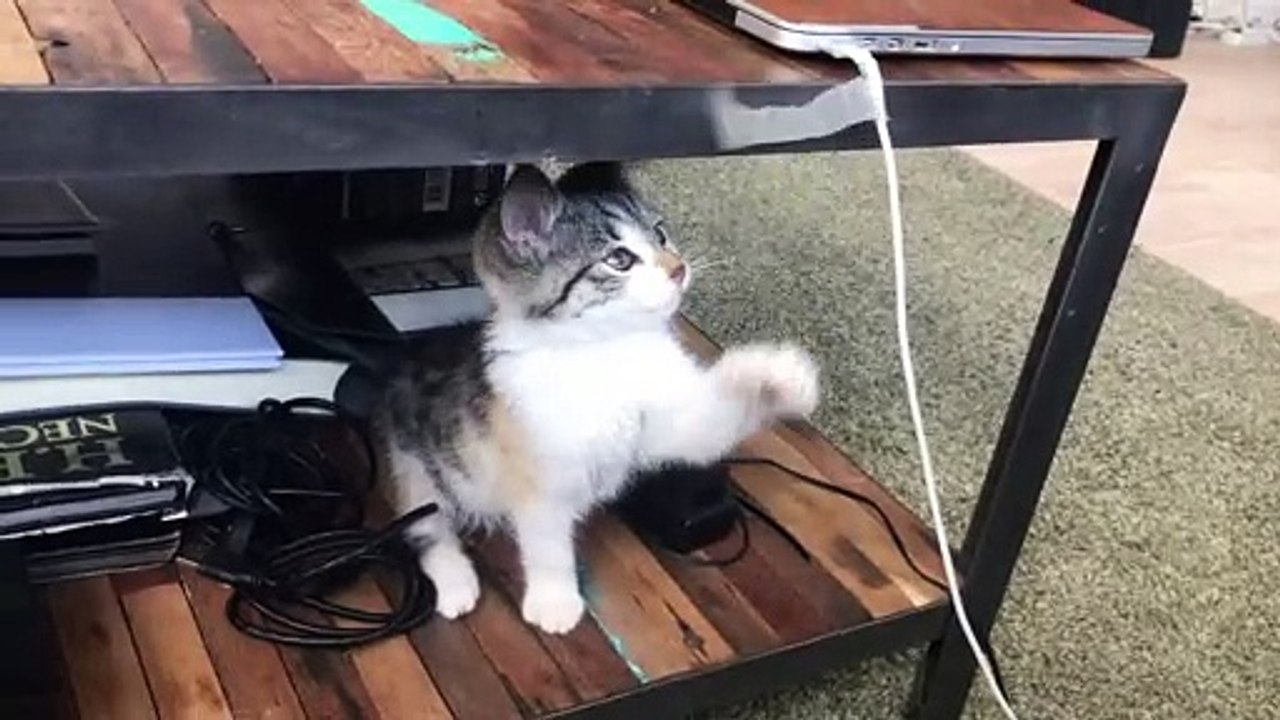 jumping cat cat jump cat is dancing amazing animals
