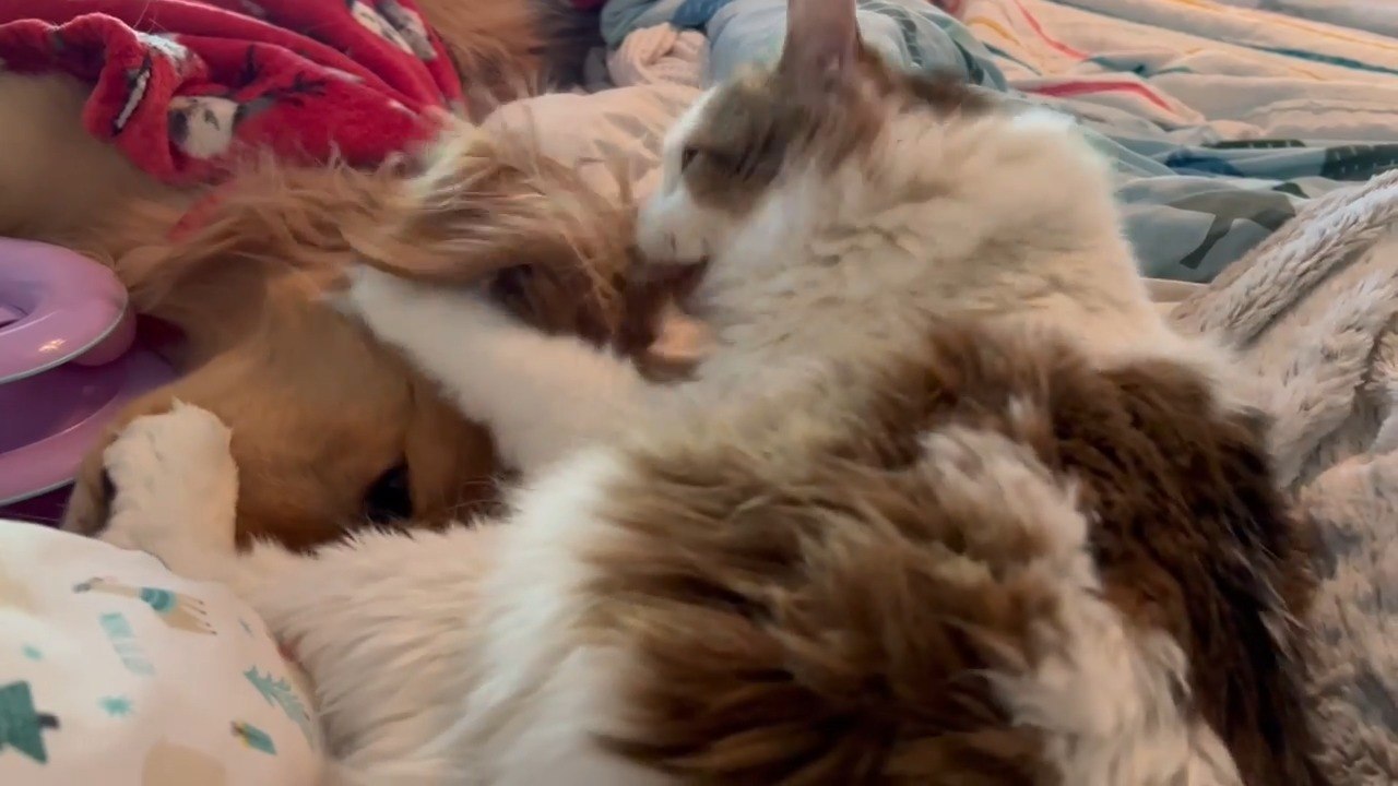 Dog Scares Off Cat When It Nibbles on Dog's Ear video