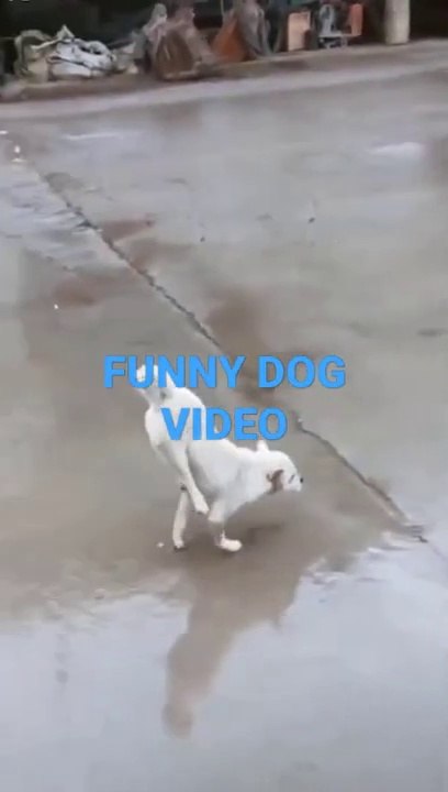 Funny dog video video Dailymotion