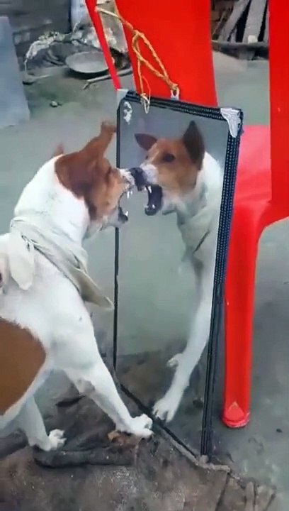 Dog barking with funny video Dailymotion