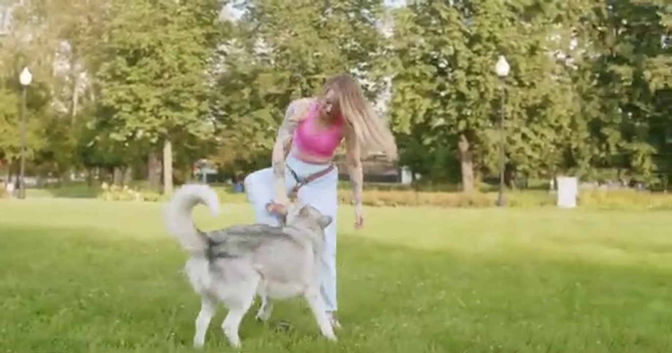 DOG TRAINING VIDEO DOGS FREE STOCK VIDEOS DOGS NO