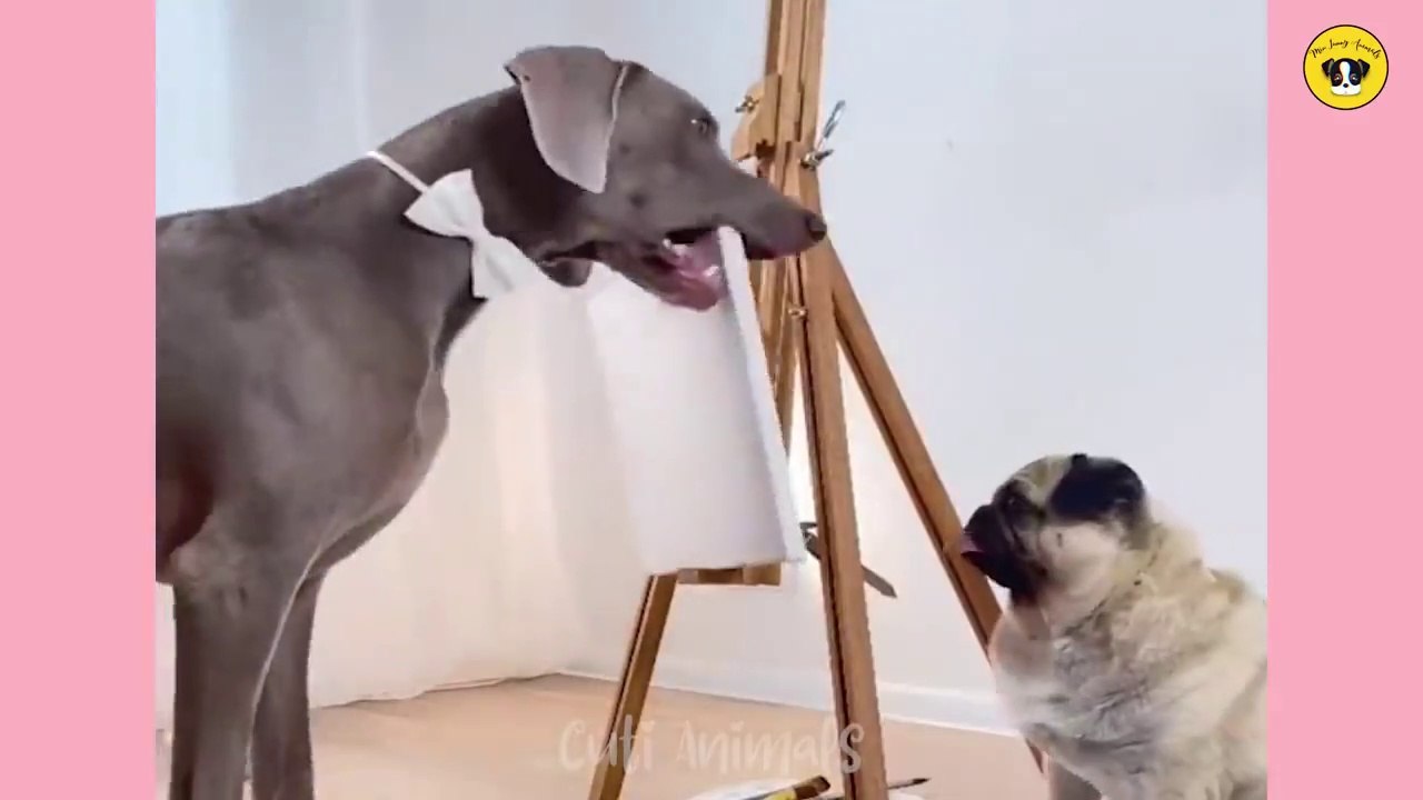 Funniest Animals _ Funny Dog And Cat _ Funny Animals Video