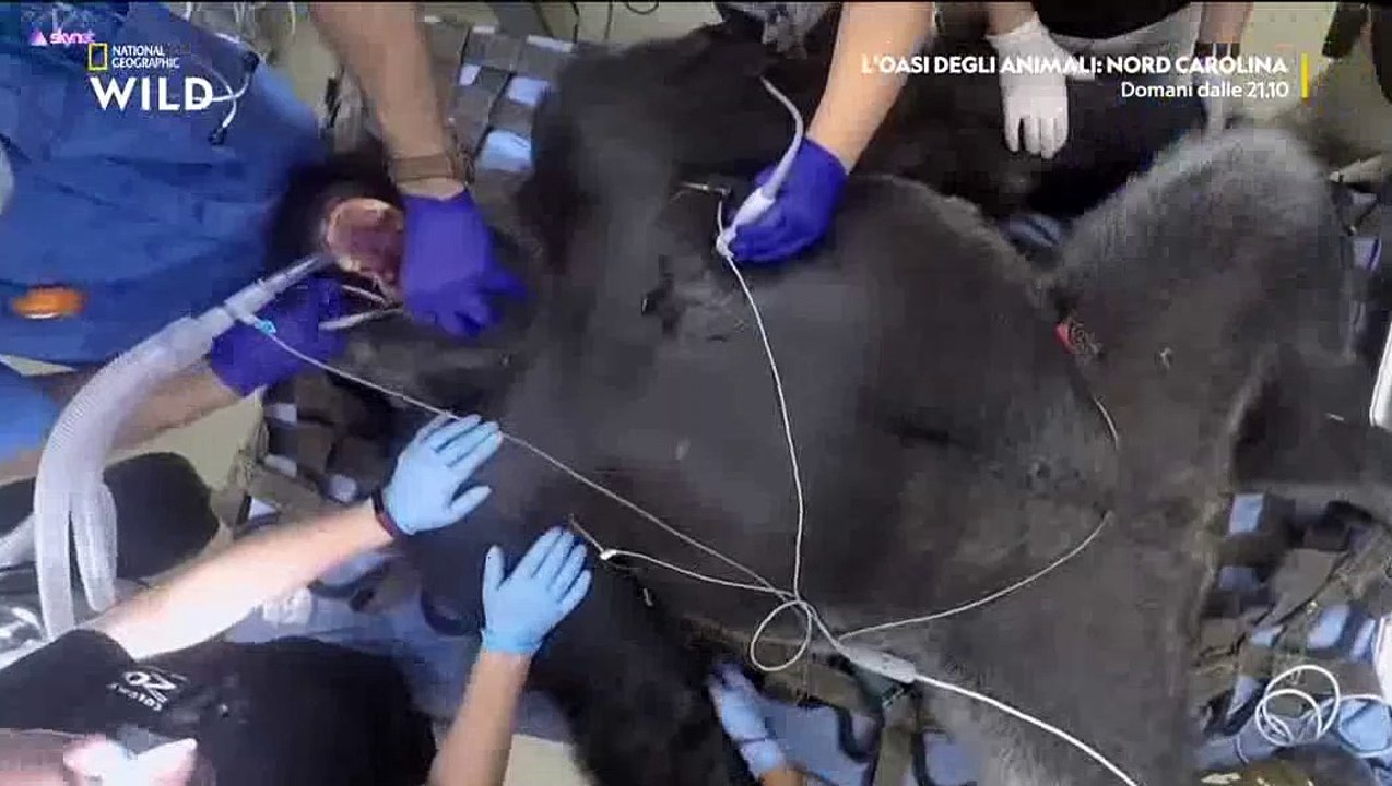 l'oasi degli animali Vidéo Dailymotion