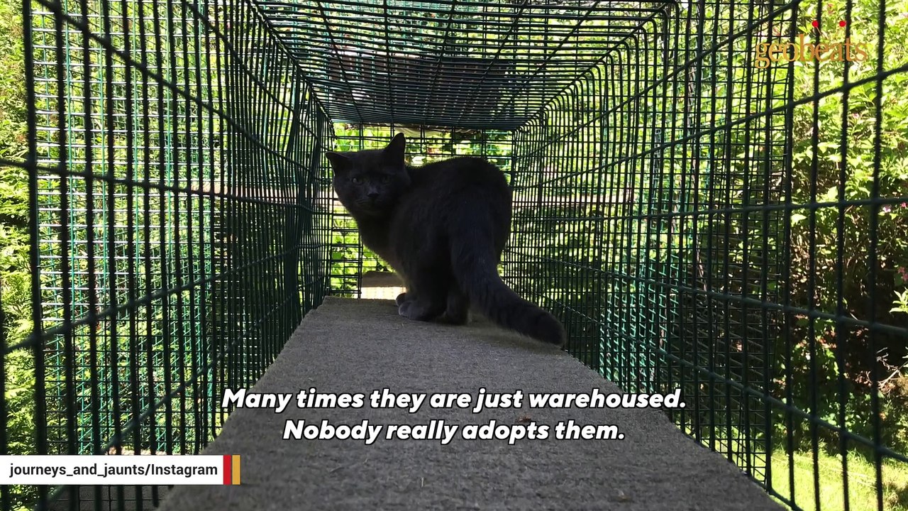 Leukemia cat was languishing in shelter. This woman took
