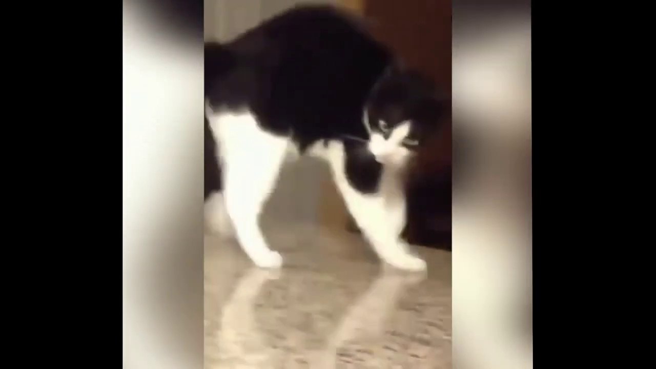 So Funny Cat Videos part 20 Video Dailymotion