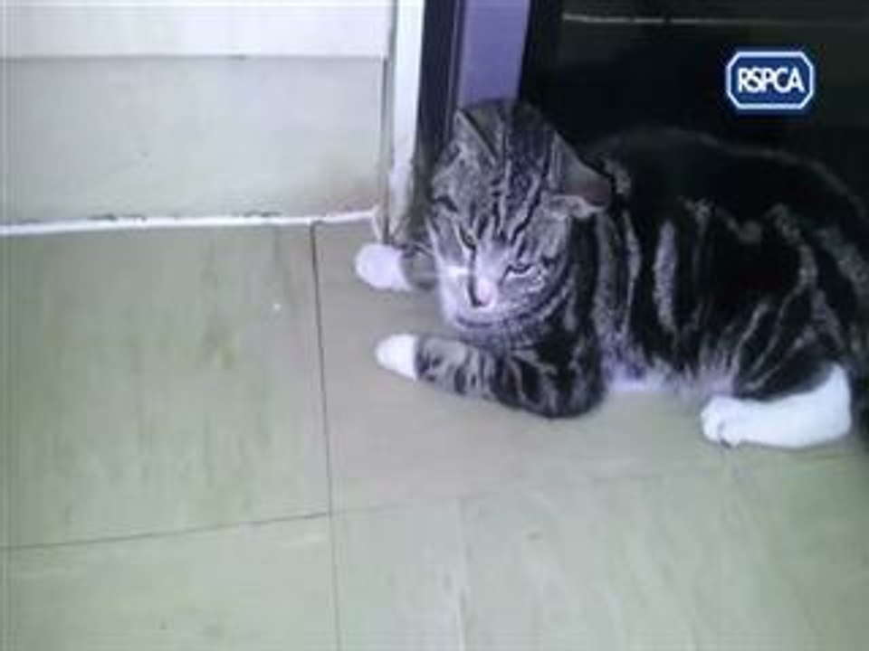 Briton jailed after putting cat in dryer Video Dailymotion