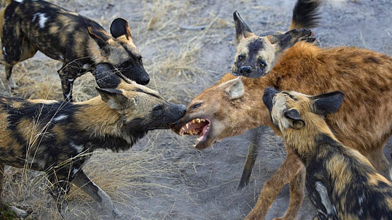 how many dog can beat a a wild lion and hyena and eat them ? see to