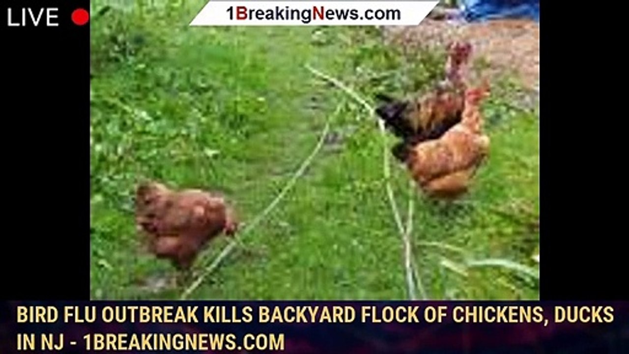 Bird flu outbreak kills backyard flock of chickens, ducks in NJ