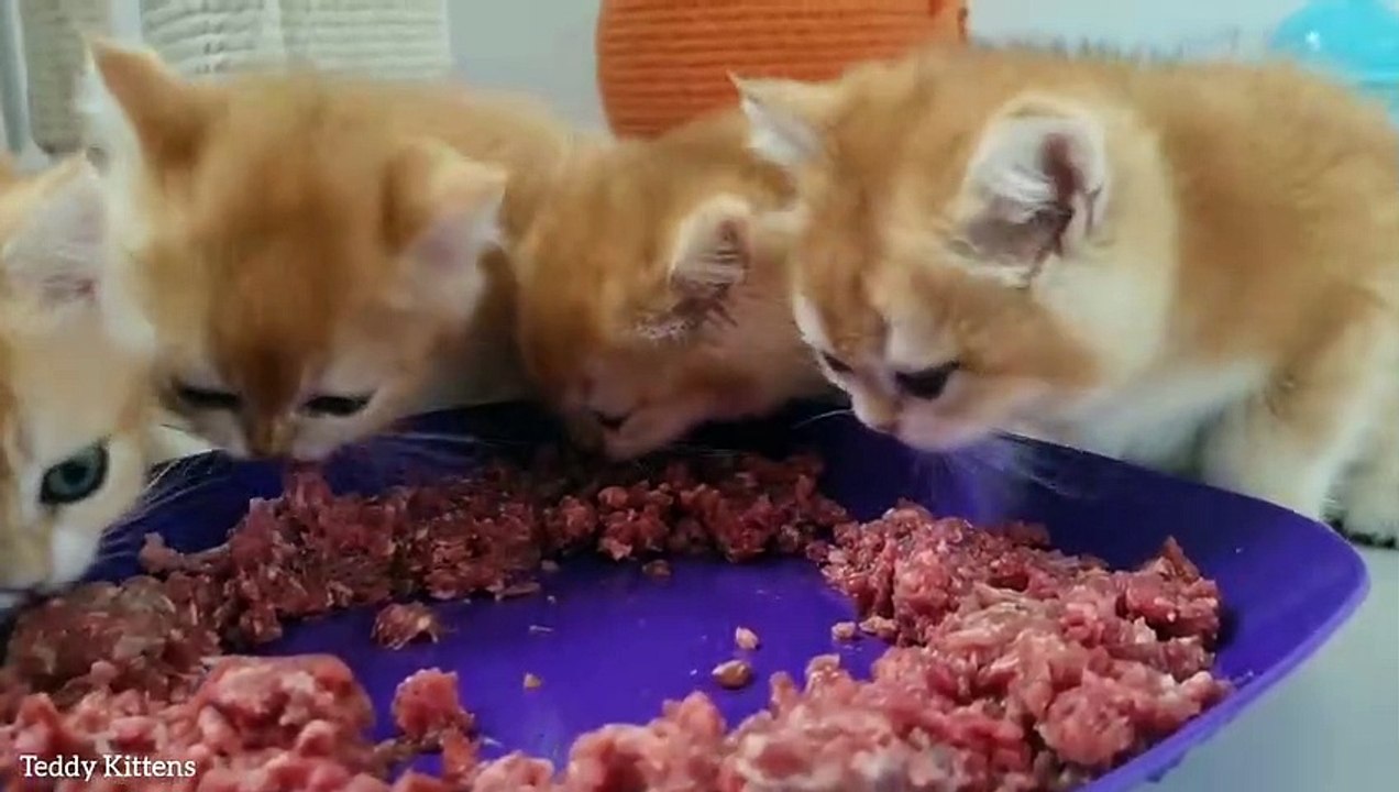 Little kittens eat Raw Meat and playing with each other video Dailymotion