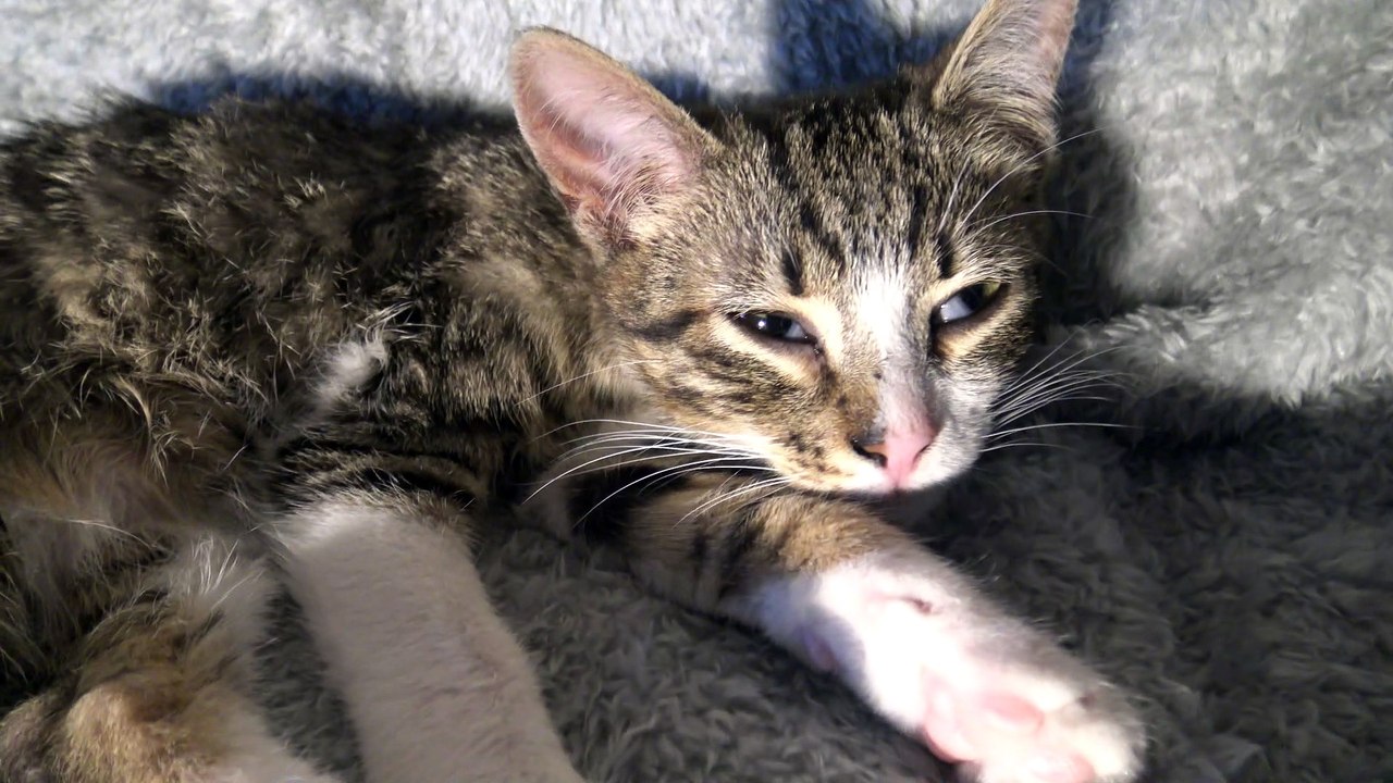 Grooming Makes Me Yawn video Dailymotion