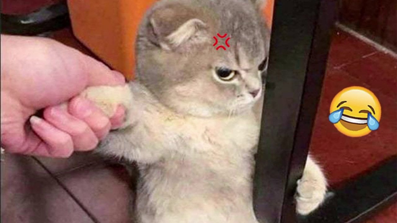 Cats Freaking Out Over Random Things Funny Video 2022 Video Dailymotion