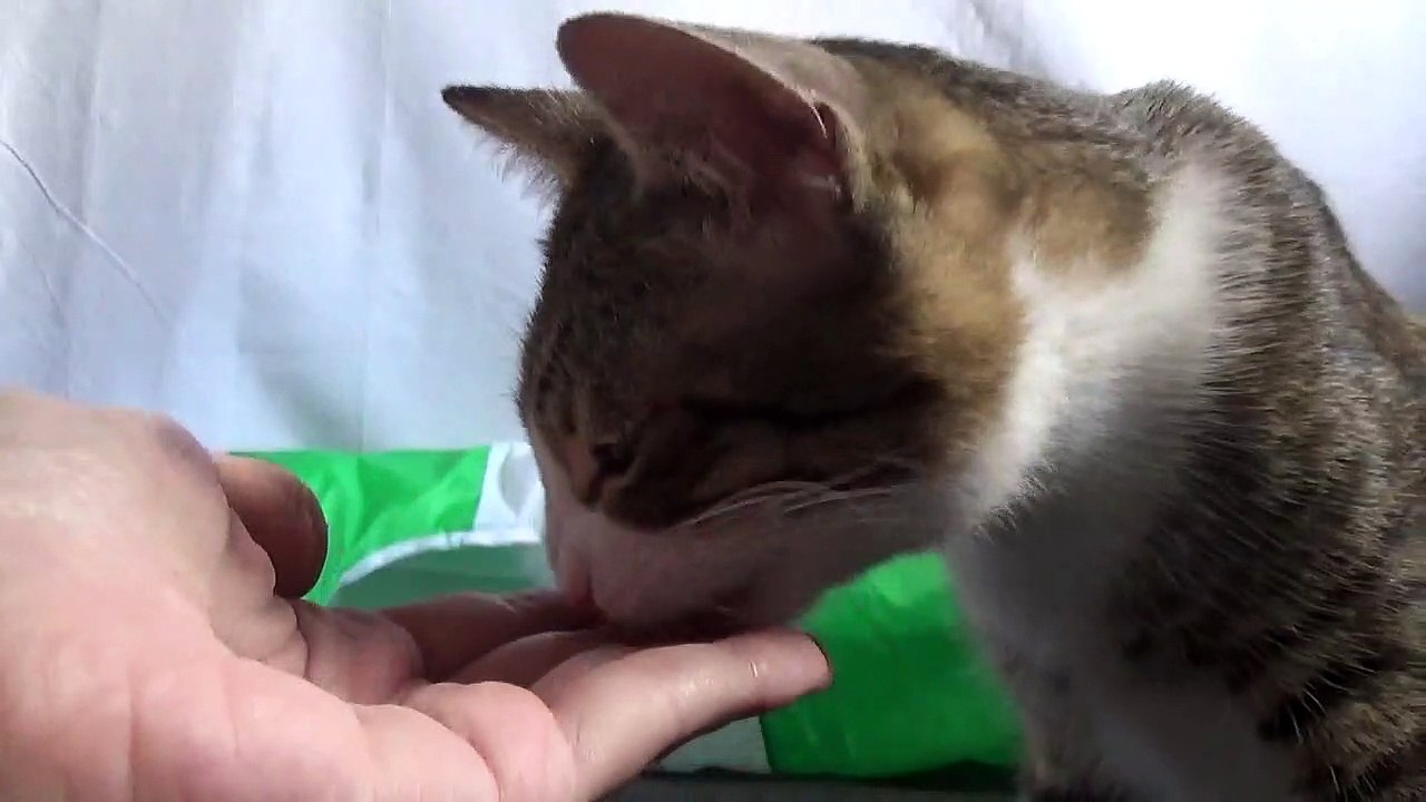 Cute Kitten Eats from My Hand video Dailymotion