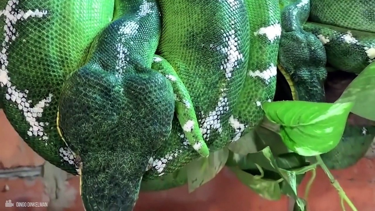 Here's Why Snakes Eat Themselves Alive video Dailymotion