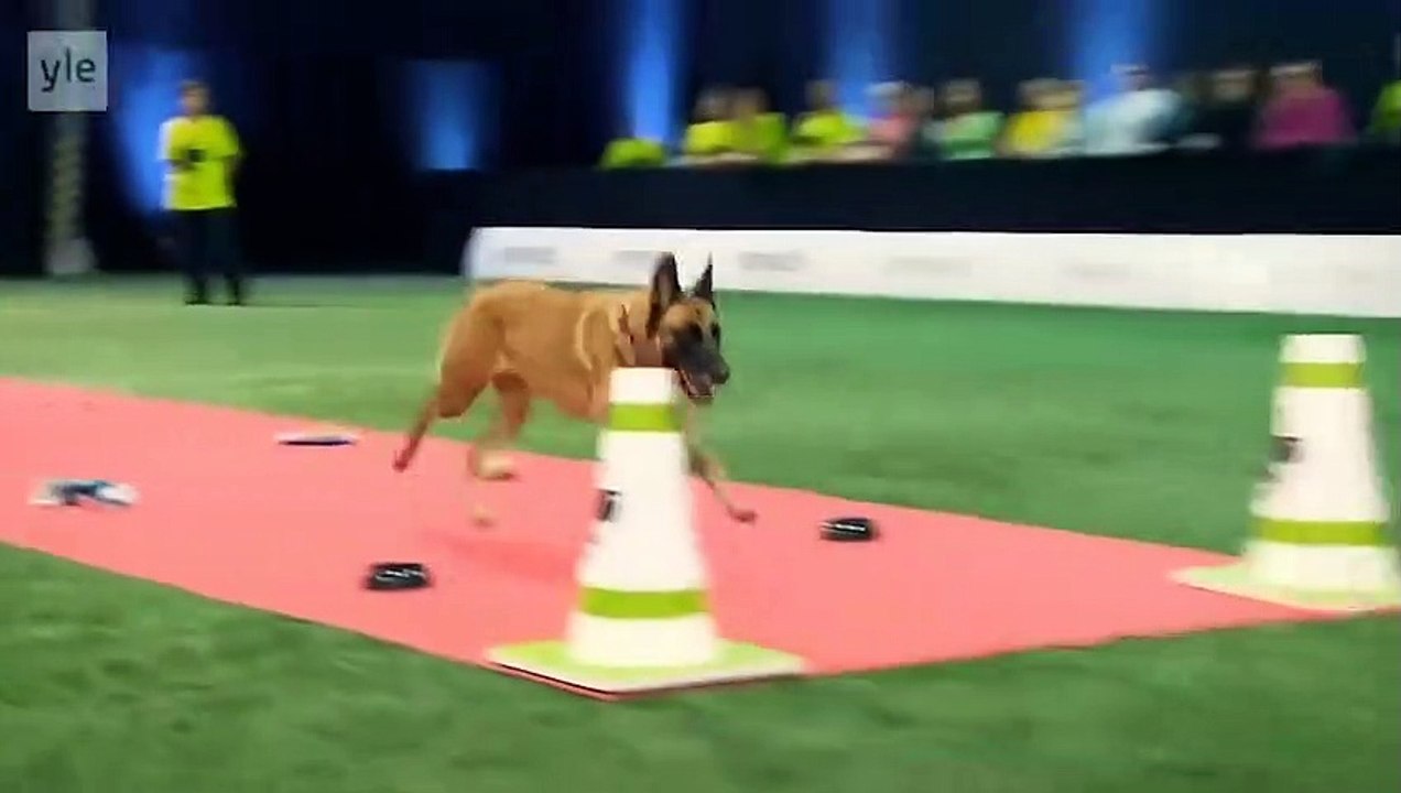 Ozzy Man Reviews Rebellious Dogs video Dailymotion