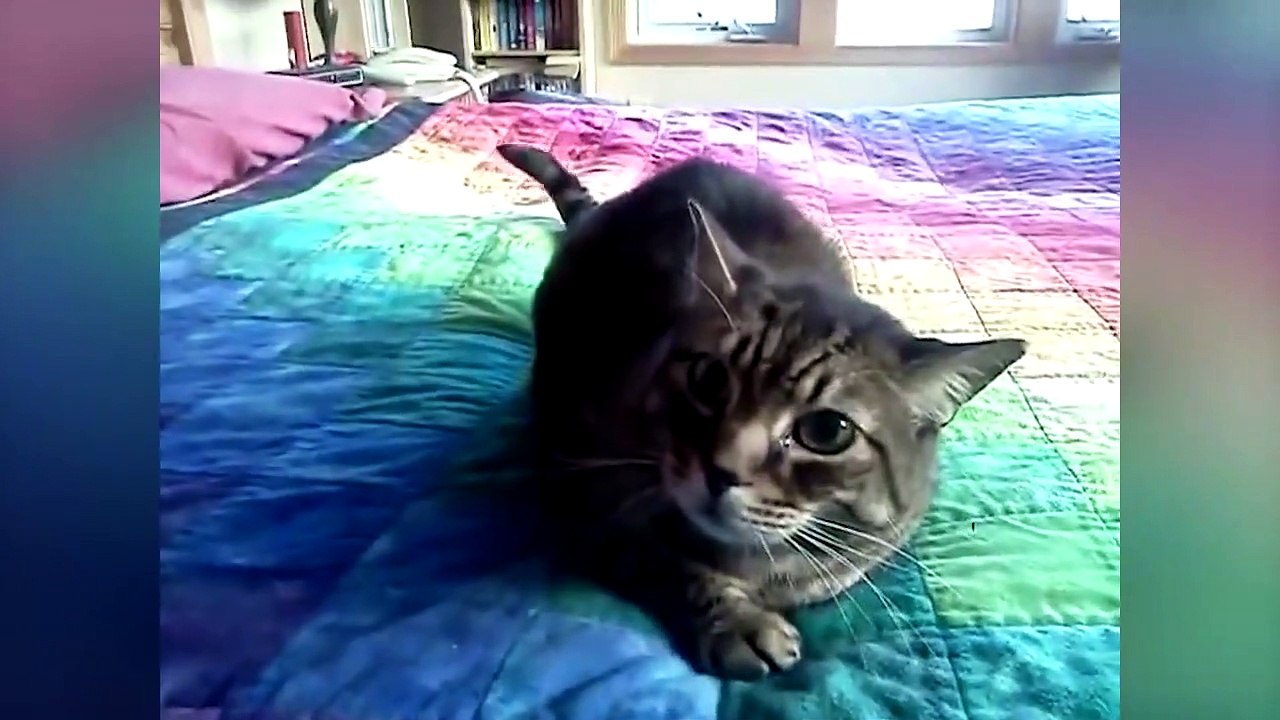 Ozzy Man Reviews Cats Being Dodgy video Dailymotion