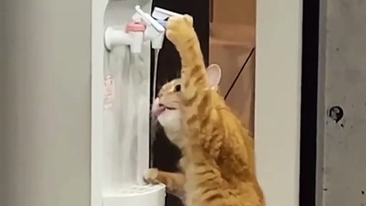 Ozzy Man Reviews Cats Being Dodgy 4 video Dailymotion