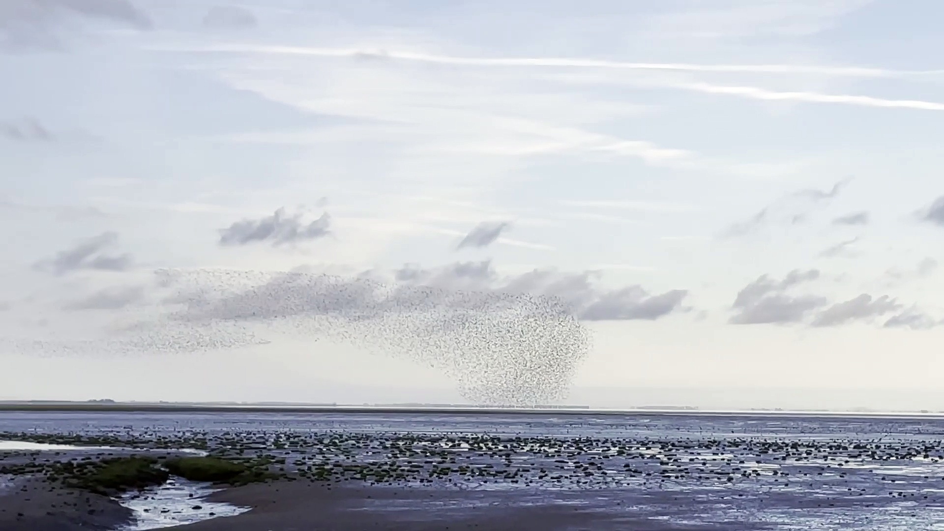 Photographer captures mesmerising sight of thousands of wader birds at