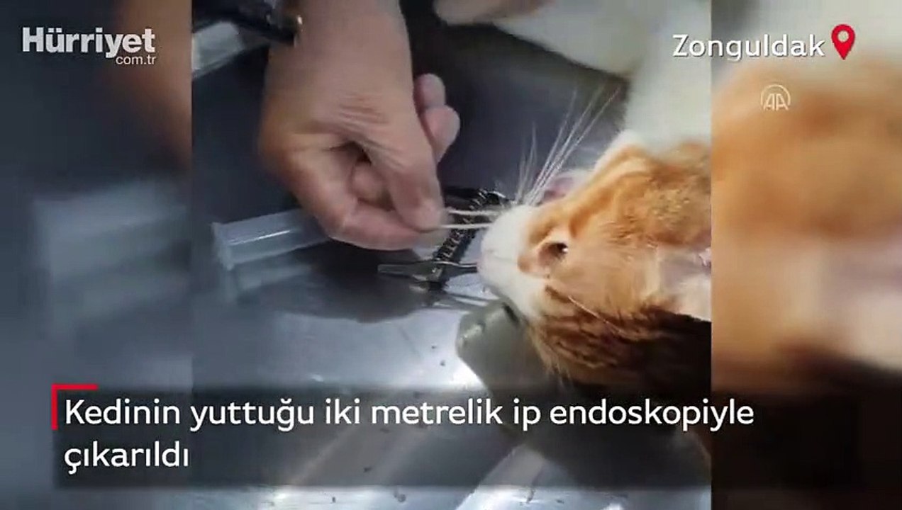 Kedinin yuttuğu iki metrelik ip endoskopiyle çıkarıldı Dailymotion Video