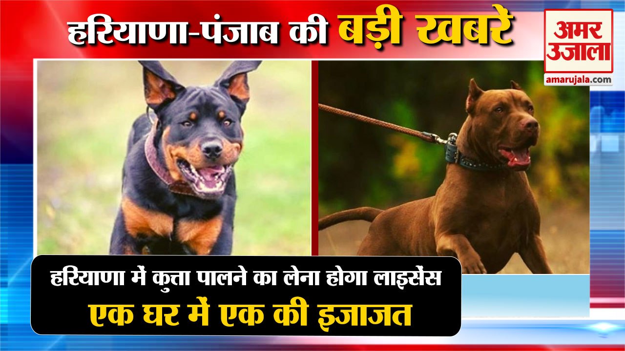 Must Have A License To keep A Dog In Haryanaकुत्ता पालने का लेना होगा