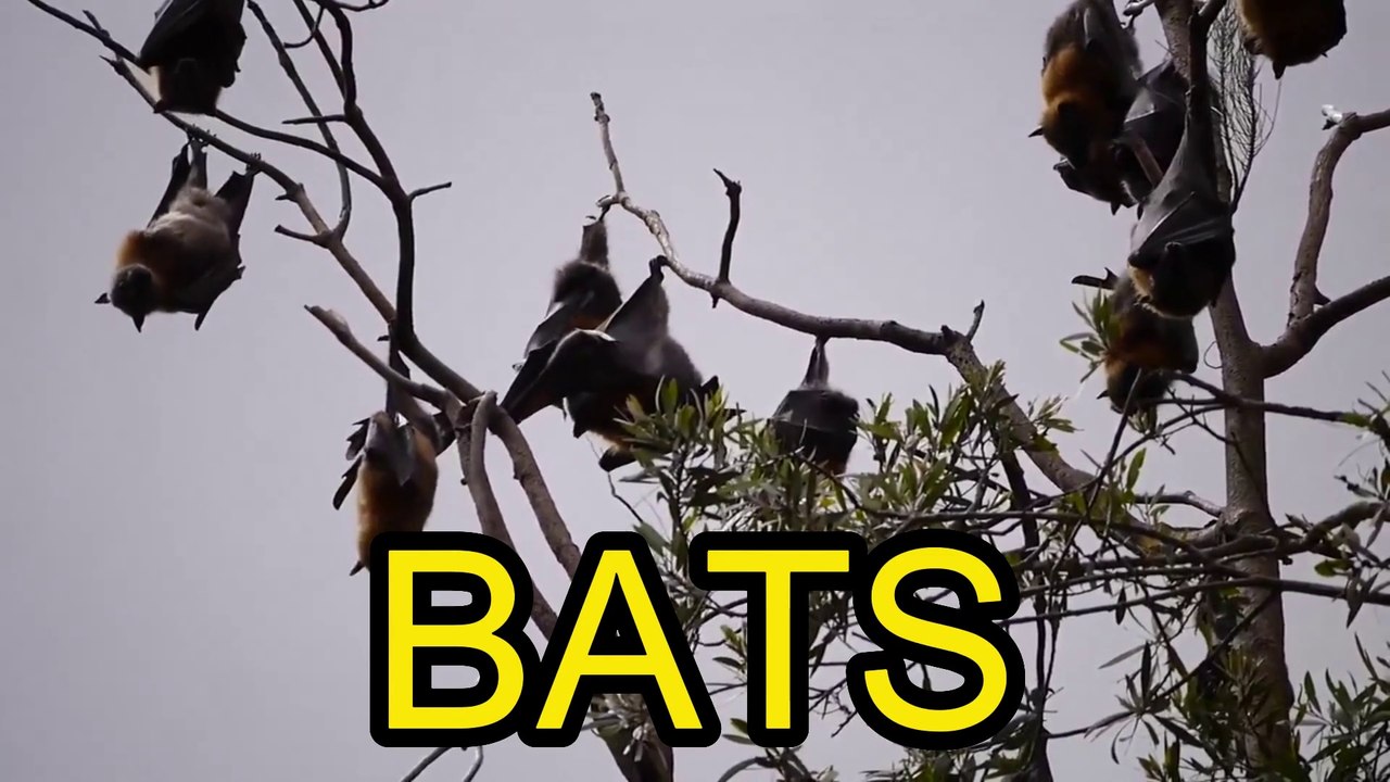 BATS video Dailymotion