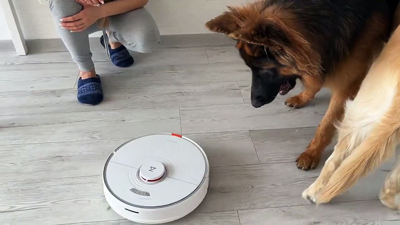 German Shepherd Puppy Shocked by Robot Vacuum video Dailymotion