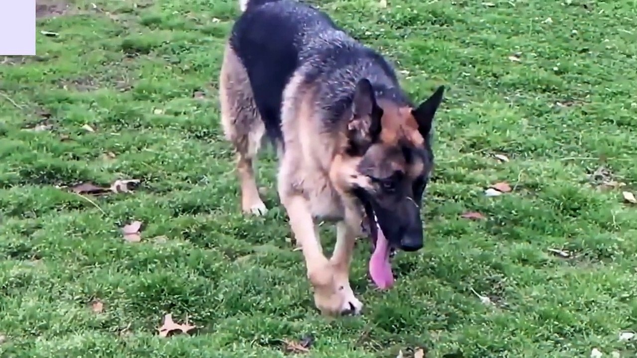 2 Kangal Dogs Powerfully Attack The 3 Wolf! Kangal Vs Wolf Dogs vs wolf