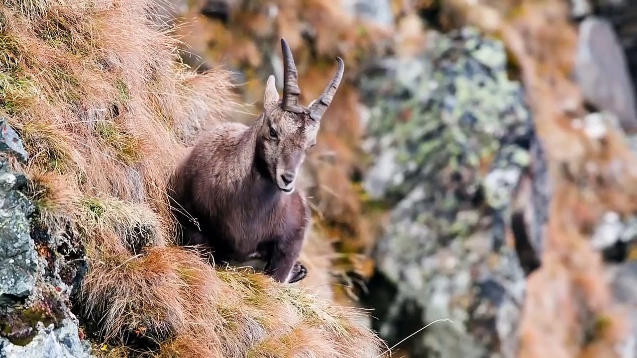 Eagles hunting Mountain goat !!! Let's watch the Eagles use their