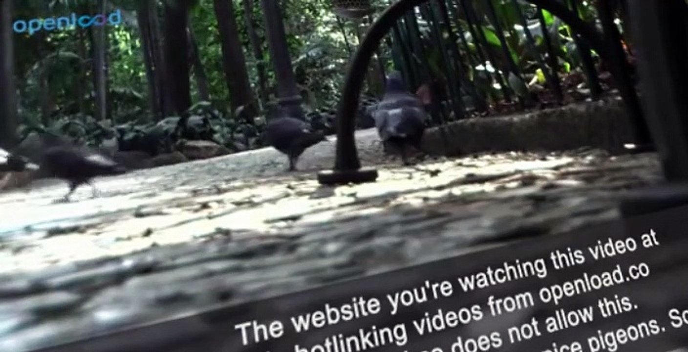 Back at the Barnyard S02 E003 video Dailymotion