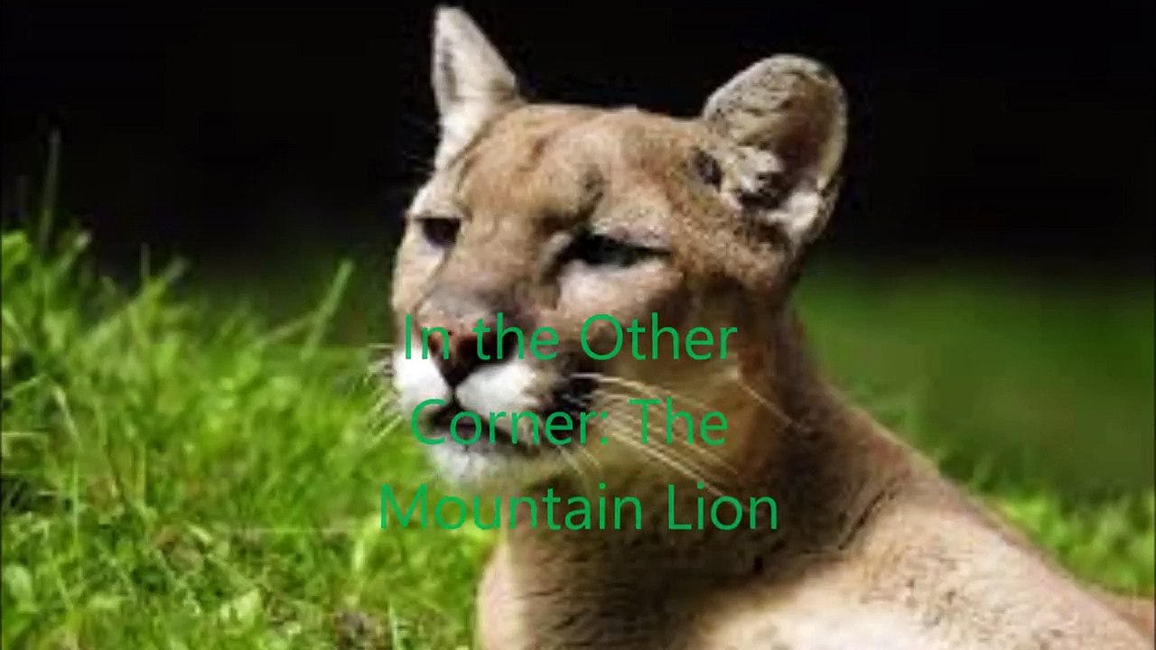 Animal Fight Club Season 1 Episode 5 Dog Vs Mountain Lion video