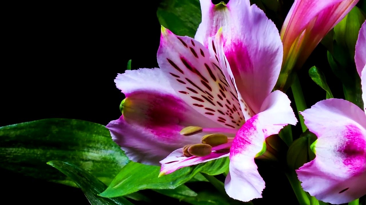 International Flower Day يوم الورد العالمي On 19 Jan فيديو Dailymotion