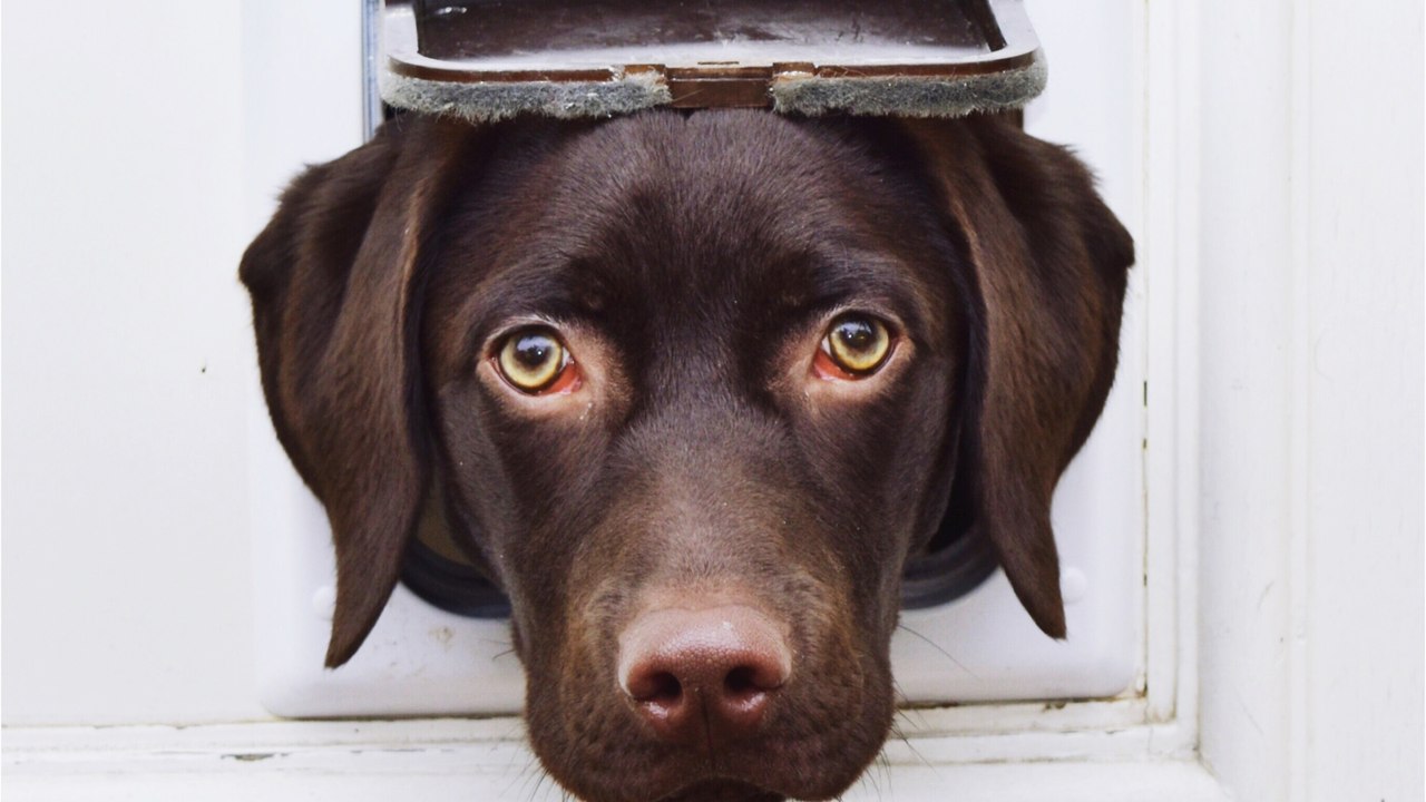 A cheeky dog chewed through the front door, and the is in