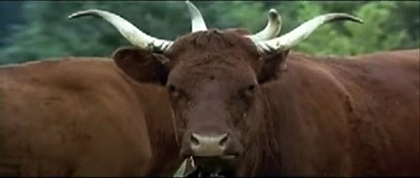 XXL movie 1997 Official Trailer video Dailymotion