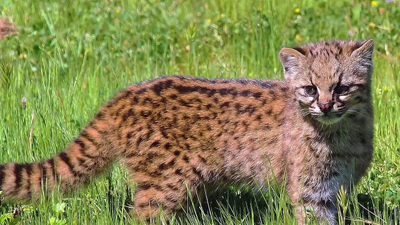 10 Rare Wild Cats More Beautiful Than Lions video Dailymotion