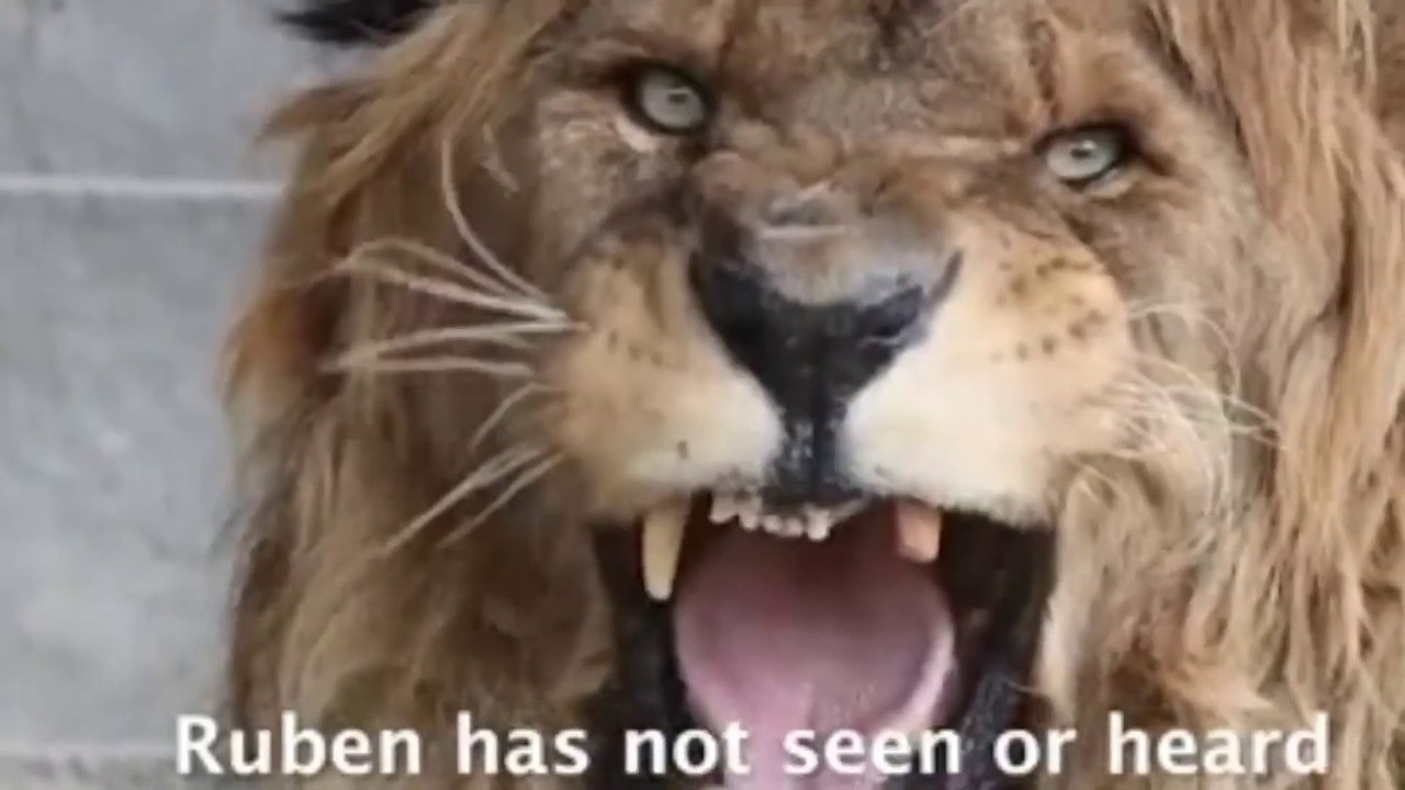 Ruben Gets His Roar Back! Lonely Lion Who Fell Silent For Years In Abandoned Zoo Has Whole New
