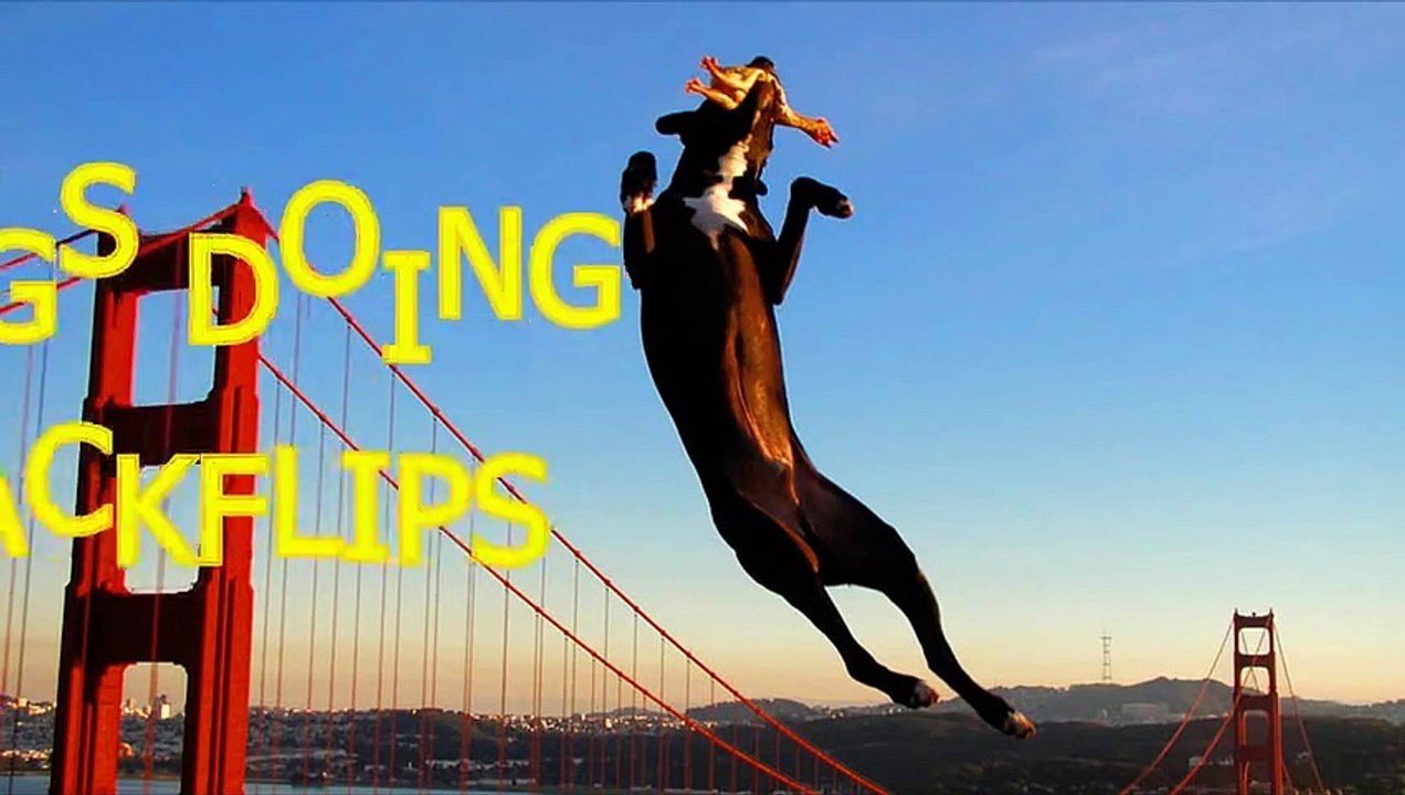 Dogs doing amazing backflips Funny and awesome dog compilation