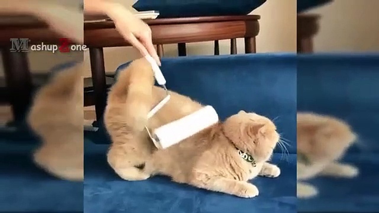 Top 10 FUNNIEST Cat Videos Best Of FUNNY CATS 2017 (2) Vidéo