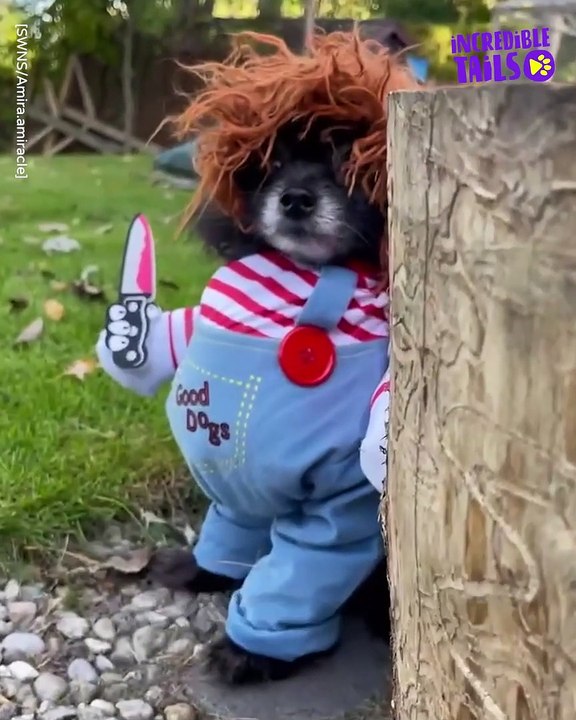This Dog's Chucky Costume is Killer Good video Dailymotion