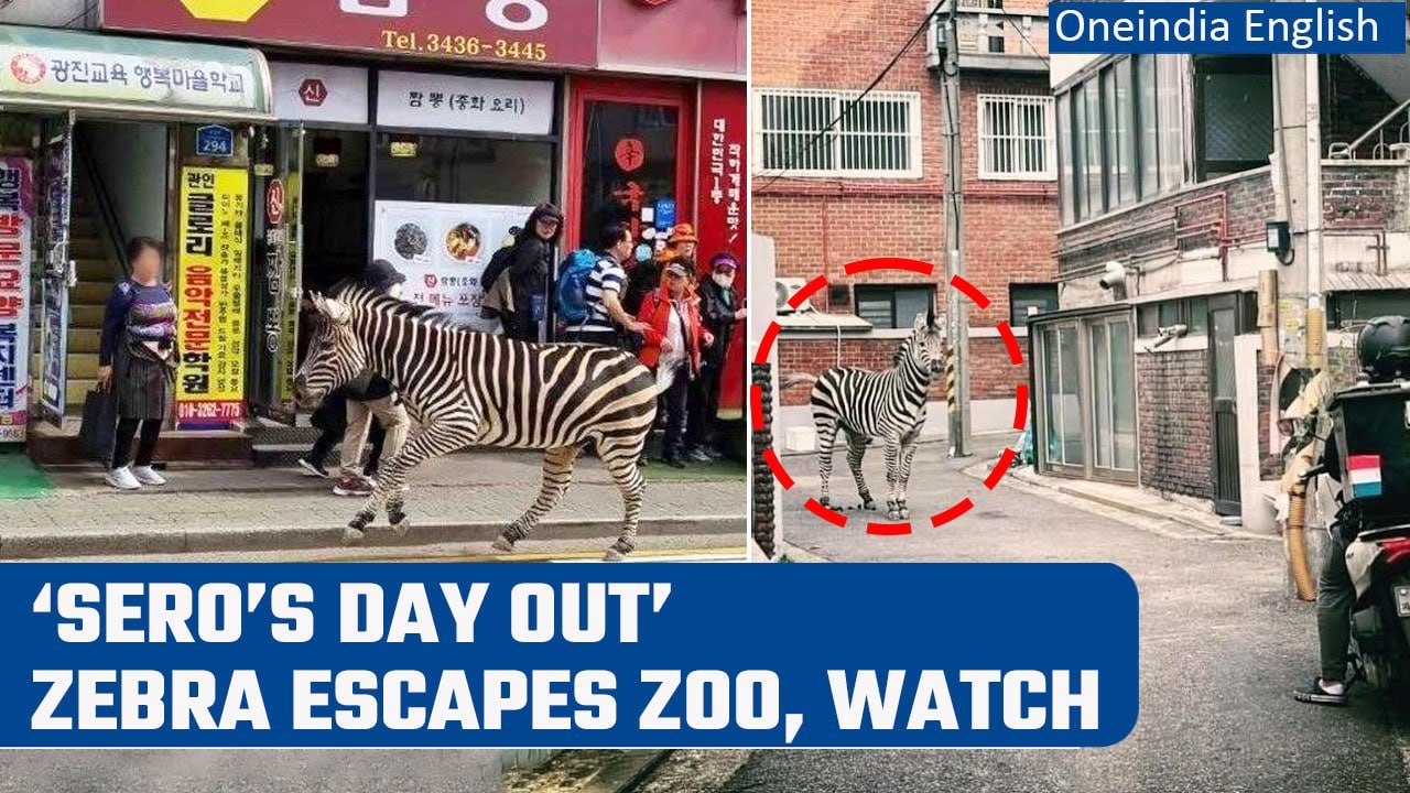 South Korea Zebra escapes zoo, runs wild through Seoul streets