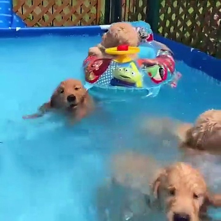 Funny Dogs Love Swimming Puppy Videos 2020_HIGH Vidéo Dailymotion