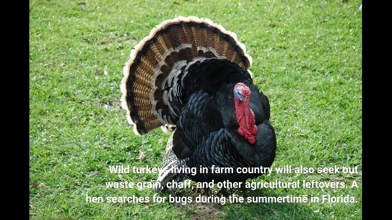 What Do Wild Turkeys Eat? video Dailymotion