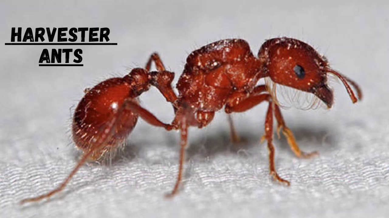 Harvester Ants Queen II Harvester Ants video Dailymotion