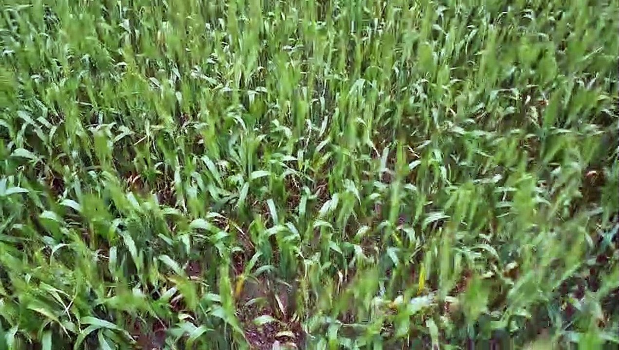 Yorke Peninsula farm auction May 29, 2023 video