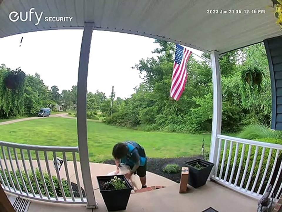 Amazon Delivery Person Pets Friendly Golden Retriever video Dailymotion