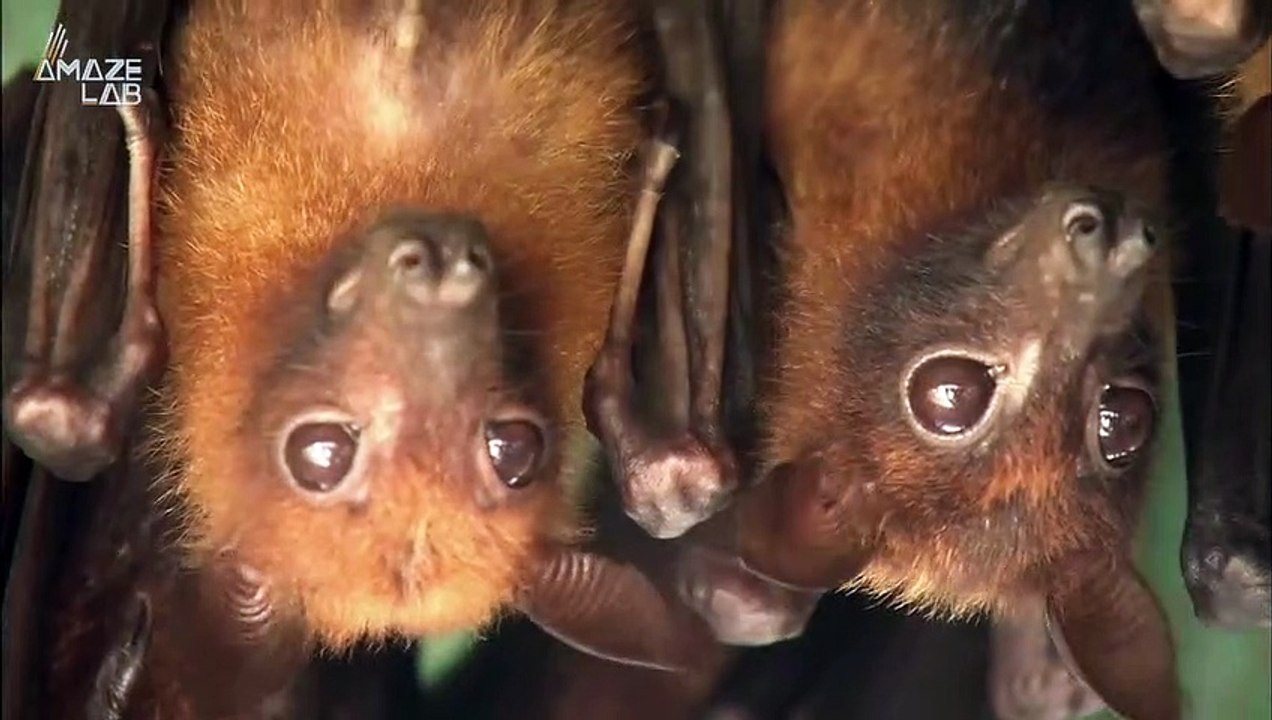 Solar Farms Might Be Affecting Bats, Here’s Why video Dailymotion