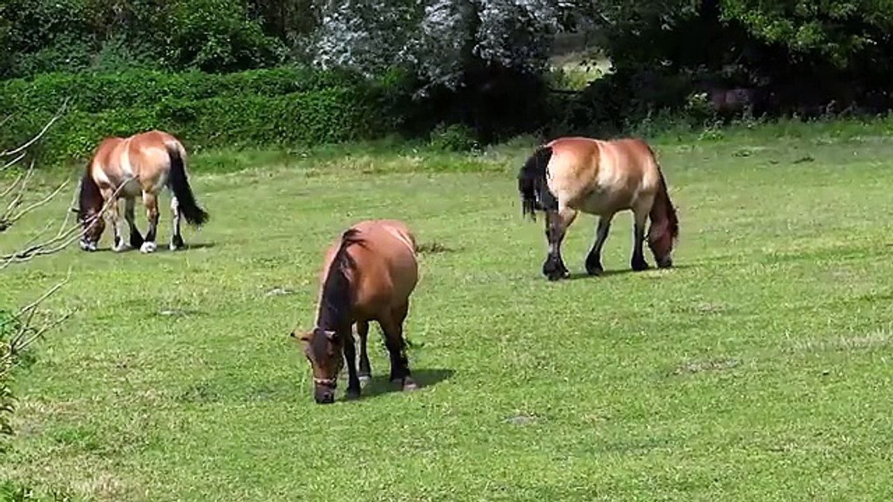 horses_pasture video Dailymotion