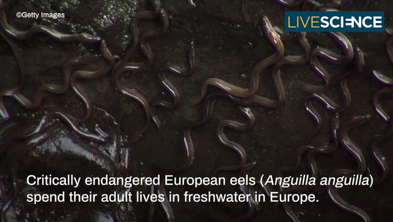 Where Do Eels Come From? video Dailymotion
