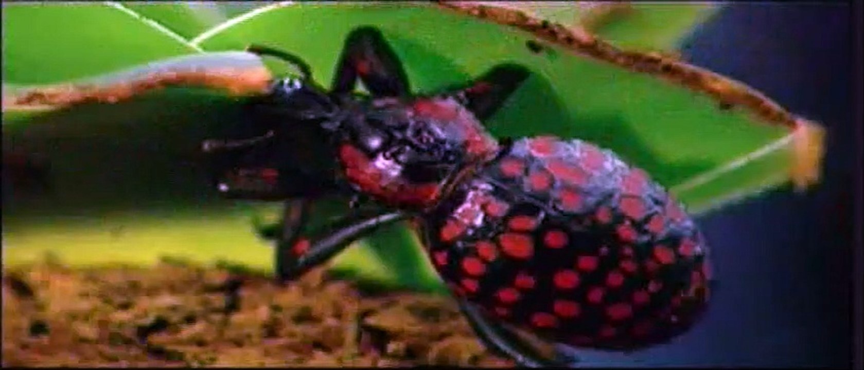 little insects documentary video Dailymotion