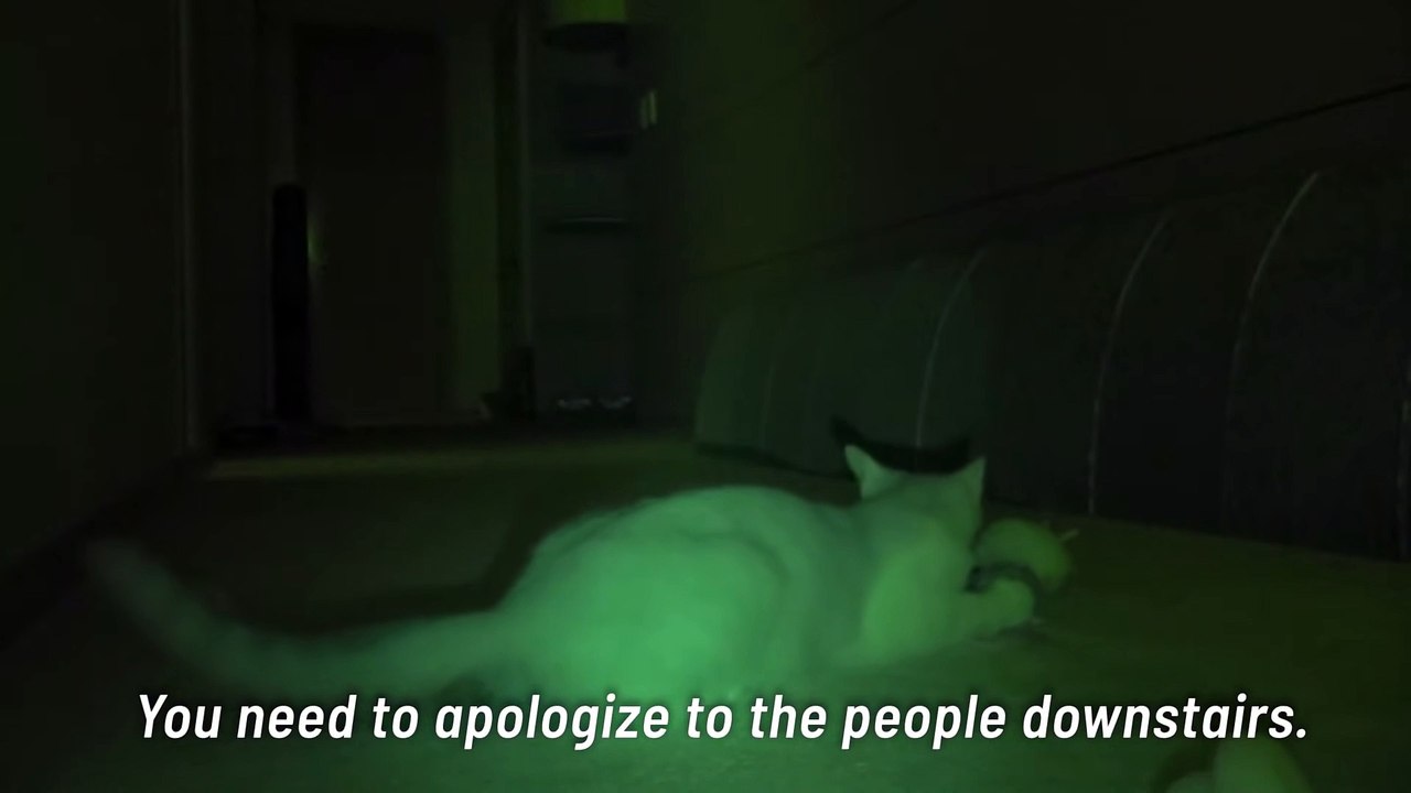 What Do My Cats Do When I’m Asleep? Kittisaurus video Dailymotion