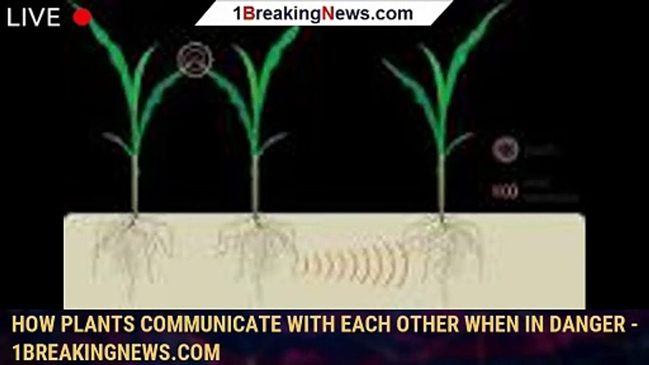 How plants communicate with each other when in danger 1BREAKINGNEWS