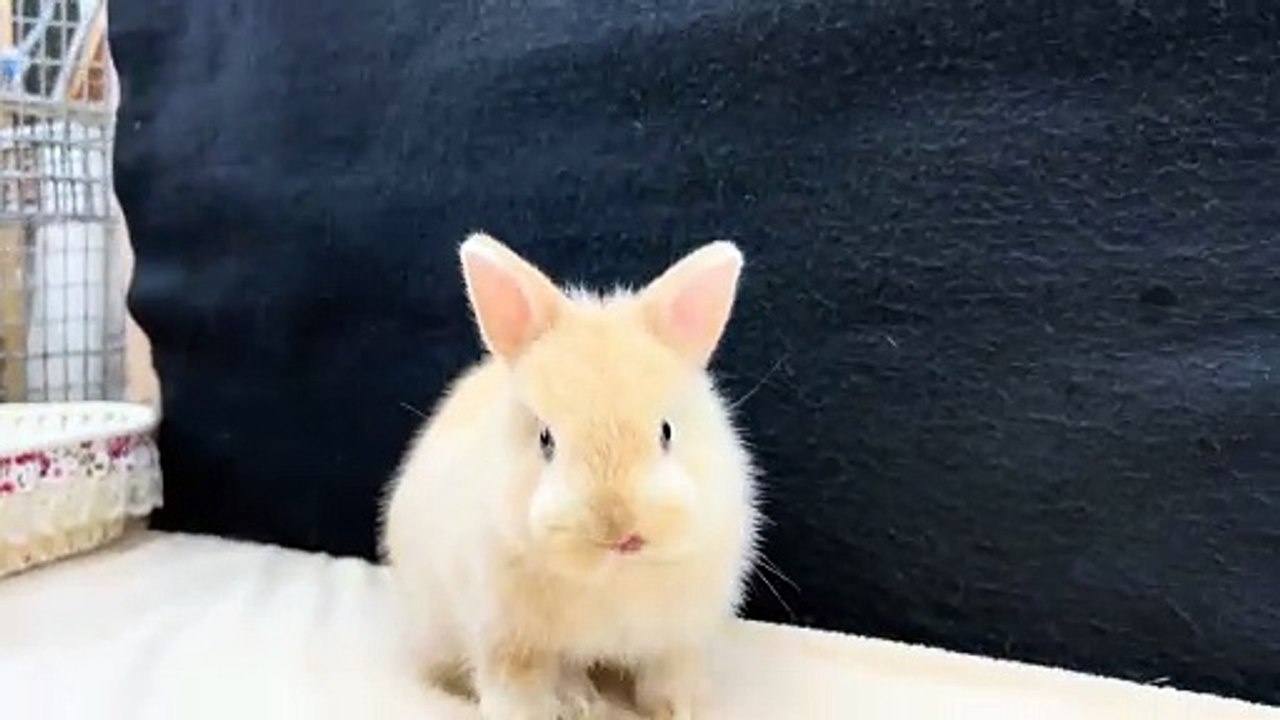 A Bollywood Tail Jasmine Sherni, Angel Gostosa video Dailymotion